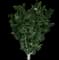 Mikawa Yatsubusa Dwarf Japanese Maple — design image 4