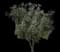 Olive Tree — design image 8
