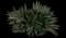 Oyster Plant — design image 10
