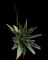Soap Aloe — design image 10