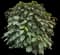 Chenille plant — design image 5