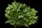 Yarrow — design image 7