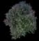 Butterfly Bush — design image 4