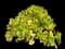 Tree Aeonium — design image 1