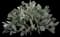 Beavertail Cactus — design image 1