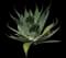 Fox Tail Agave — design image 20