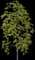 Oregon Ash — design image 3