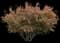 Hot Wings® Tatarian Maple Tree — design image 1