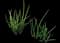 Elephant Tusks Plant — design image 2