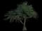 Tahitian Screw Pine — design image 1