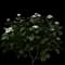 Gardenia Shrubs — design image 3