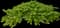 Mock Bearberry Manzanita — design image 1