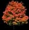 Green Mountain Sugar Maple Tree — design image 1