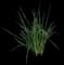 Fortnight lily — design image 1