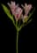 Lily — design image 3