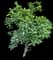 Small Kauaʻi White Hibiscus — design image 3