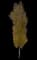 Silver Maple Tree — design image 17