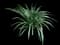 Lily Turf Grass — design image 8