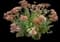 Showy stonecrop — design image 1