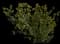 Evergreen Japanese Euonymus Shrub — design image 12