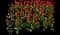 Garden Tulips — design image 2