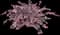 Jazz Hands® Pink Chinese fringe-flower — design image 3