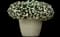 MiniFamous® Neo Double White Calibrachoa — design image 2