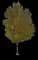 White Ash Tree — design image 4