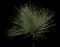Desert Spoon — design image 14