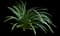 Lily Turf Grass — design image 14