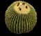 Golden Barrel Cactus — design image 8