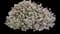 Blushing Princess Sweet Alyssum — design image 1