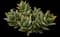 Mitre Aloe — design image 3