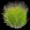 Switchgrass (Panicum) — design image 2