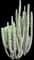 Totem Pole Cactus — design image 8