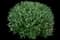 Bluebeard Plants — design image 1