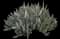 Beavertail Cactus — design image 2