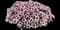 EYECONIC™ Cherry Blossom Improved Calibrachoa hybrida — design image 1
