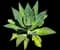 Fox Tail Agave — design image 12