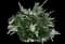 Bridal Wreath Spirea — design image 2