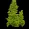 Goldspire™ Ginkgo Tree — design image 1