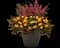MixMasters™ Plant Combinations from Ball — design image 6