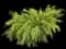 Aureola Japanese Forest Grass — design image 1