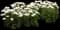 Firefly Diamond Yarrow — design image 2
