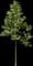 Tuliptree — design image 1