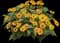 Tuscan Sun Perennial Sunflower — design image 3