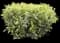 Tea Plant — design image 2