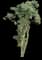 Ming Aralia — design image 6