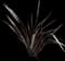 Black Adder™ New Zealand Flax — design image 1