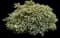 Tea Olive Shrub — design image 7